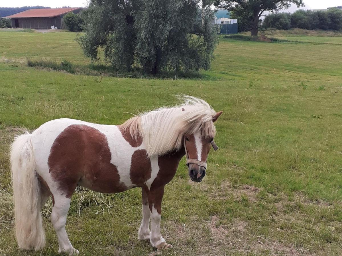 Cosy Flat On A Family Friendly Holiday Farm In Northern Hesse Trendelburg Exteriör bild